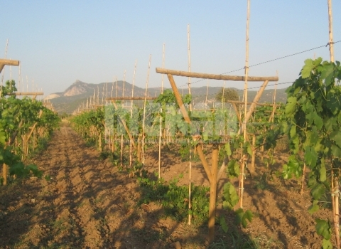 Telli Terbiye Yarım Talvar Sistemi