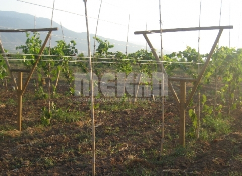 Telli Terbiye Yarım Talvar Sistemi